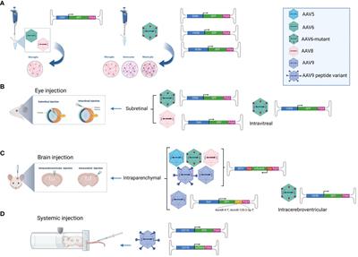 Microglia targeting by adeno-associated viral vectors
